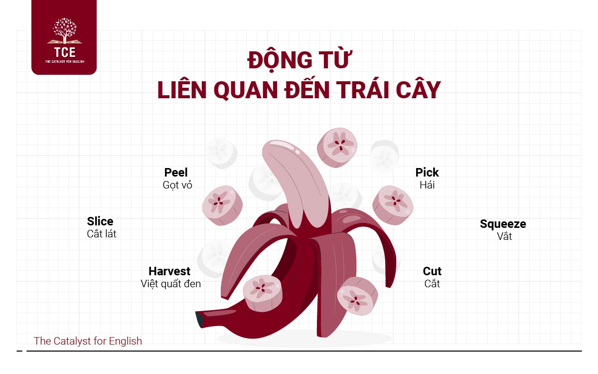 Động từ liên quan đến trái cây