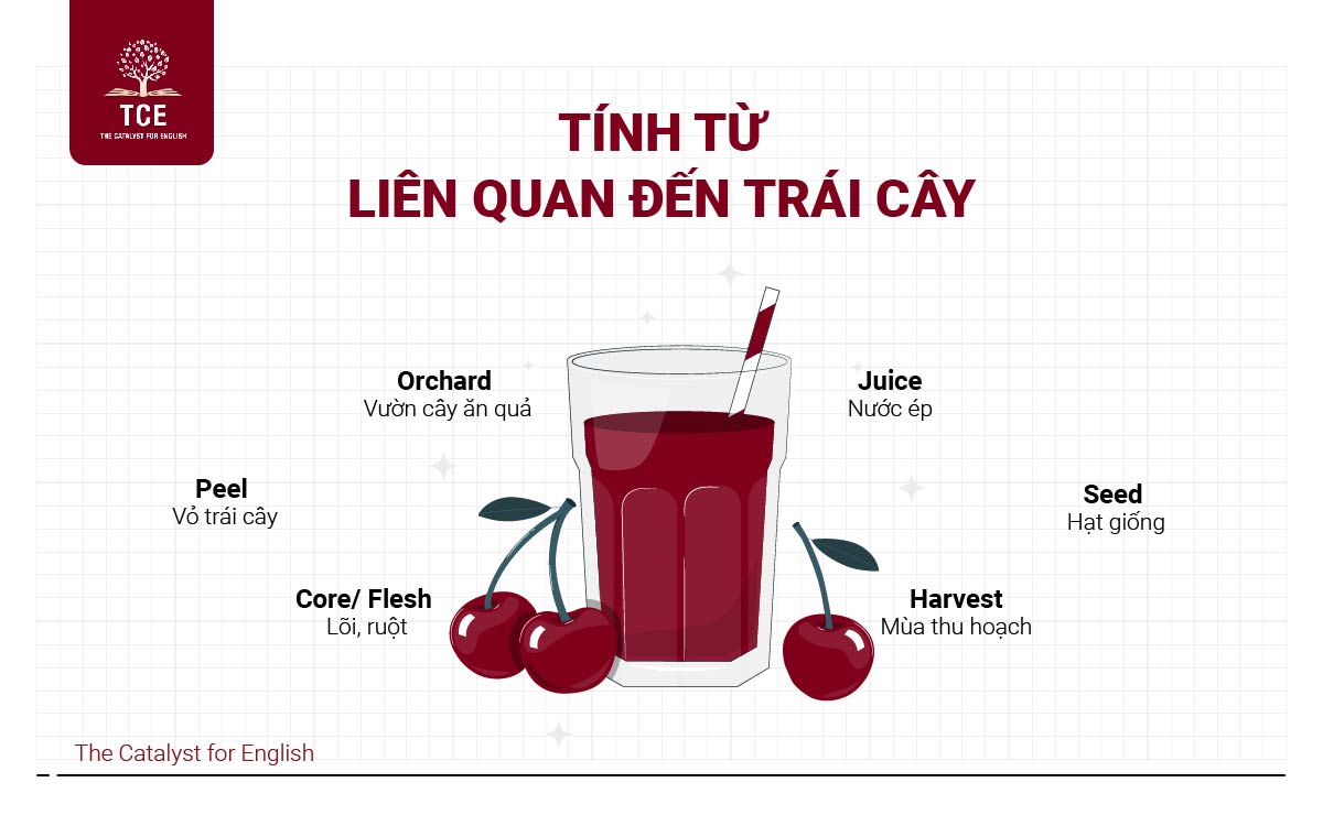 Tính từ liên quan đến trái cây