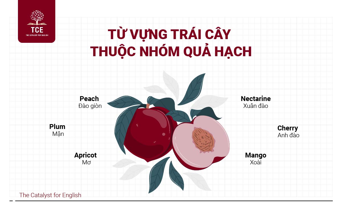 Từ vựng tiếng Anh về trái cây thuộc nhóm quả hạch