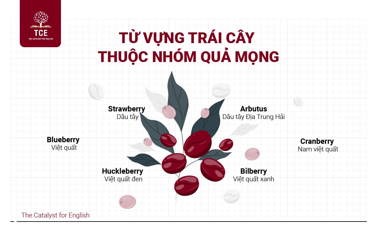 Từ vựng về trái cây thuộc nhóm quả mọng