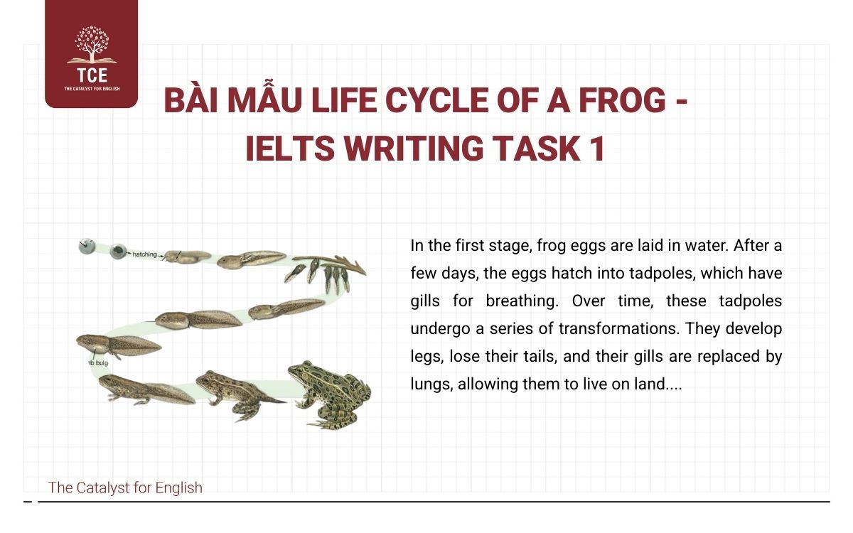 Bài mẫu Life Cycle Of A Frog - IELTS Writing Task 1