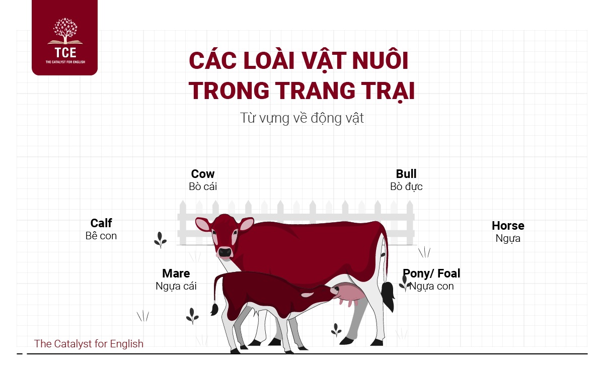 Từ vựng về các loài vật nuôi trong trang trại