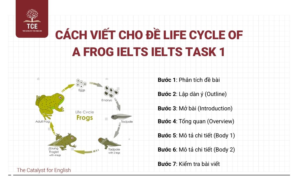 Cách viết cho đề Life Cycle Of A Frog IELTS IELTS Task 1