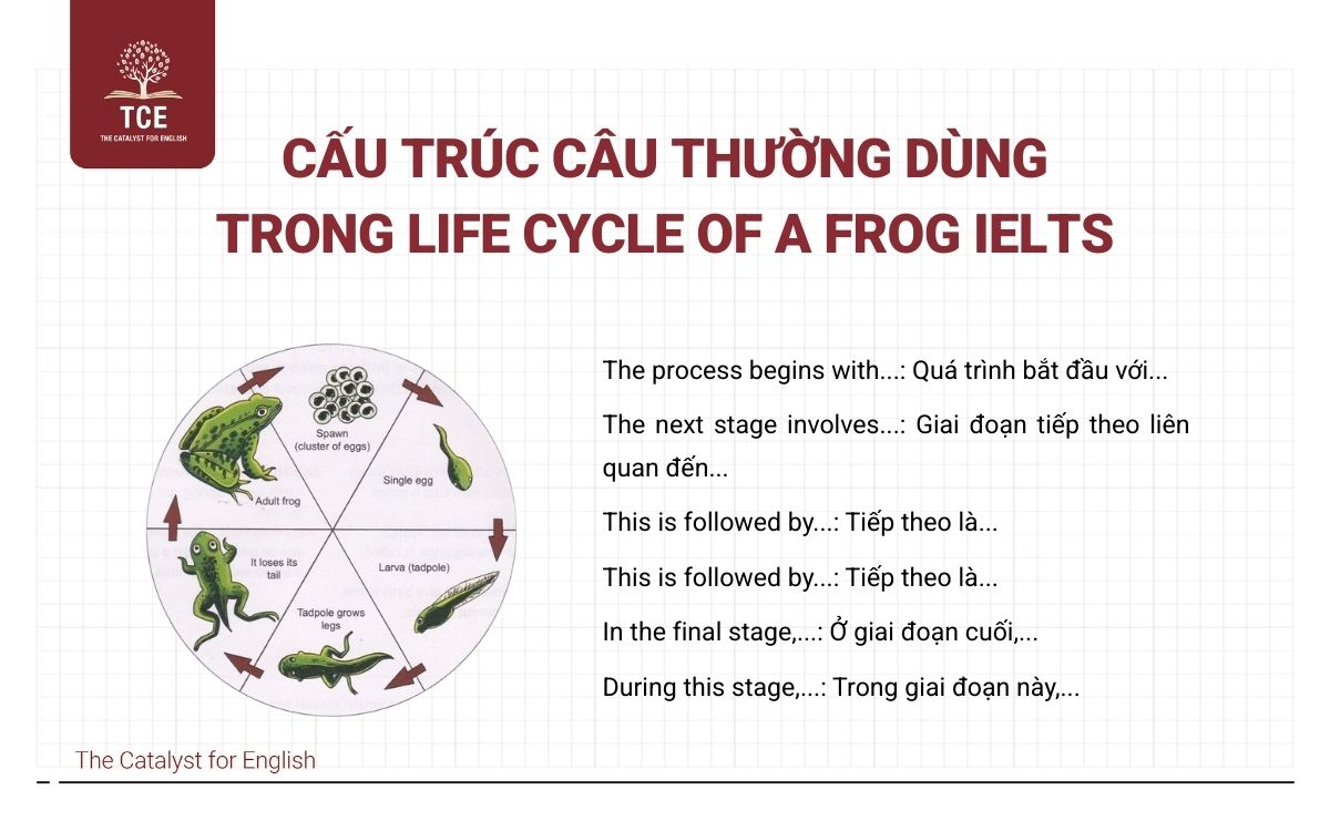 Cấu trúc câu thường dùng trong Life Cycle Of A Frog IELTS