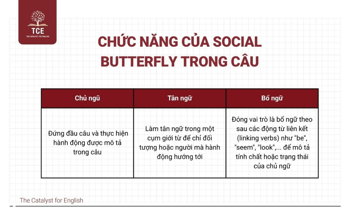 Chức năng của Social butterfly trong cấu trúc câu tiếng Anh