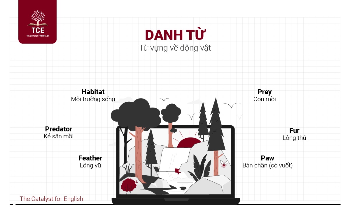 Từ vựng liên quan đến động vật chia theo danh từ
