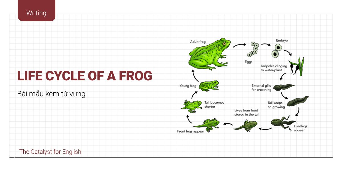 Life Cycle Of A Frog