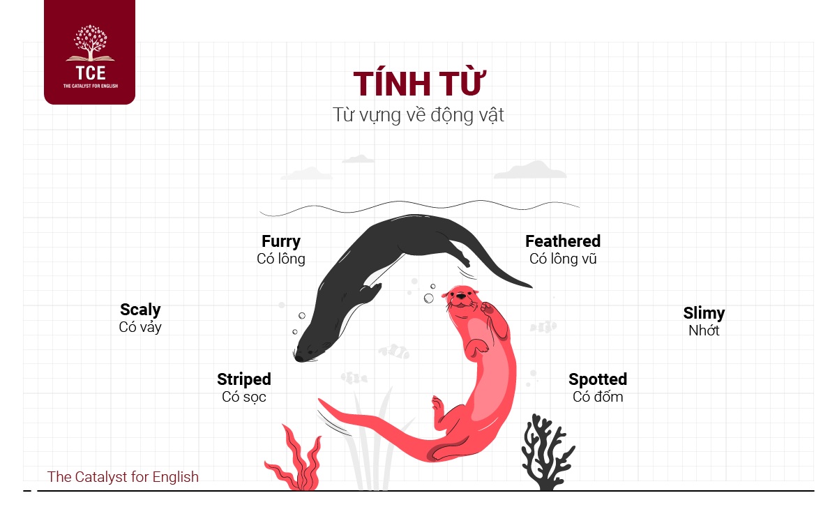 Từ vựng liên quan đến động vật chia theo tính từ