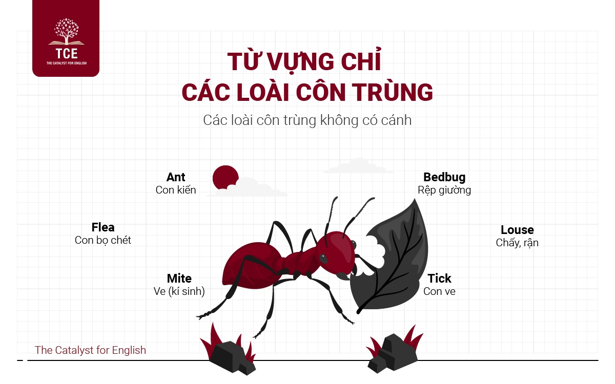 Từ vựng các loài côn trùng không có cánh