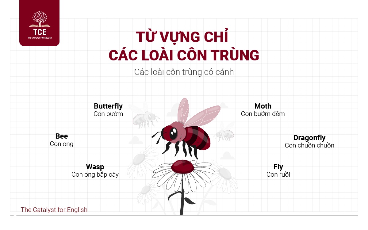Từ vựng các loài côn trùng có cánh