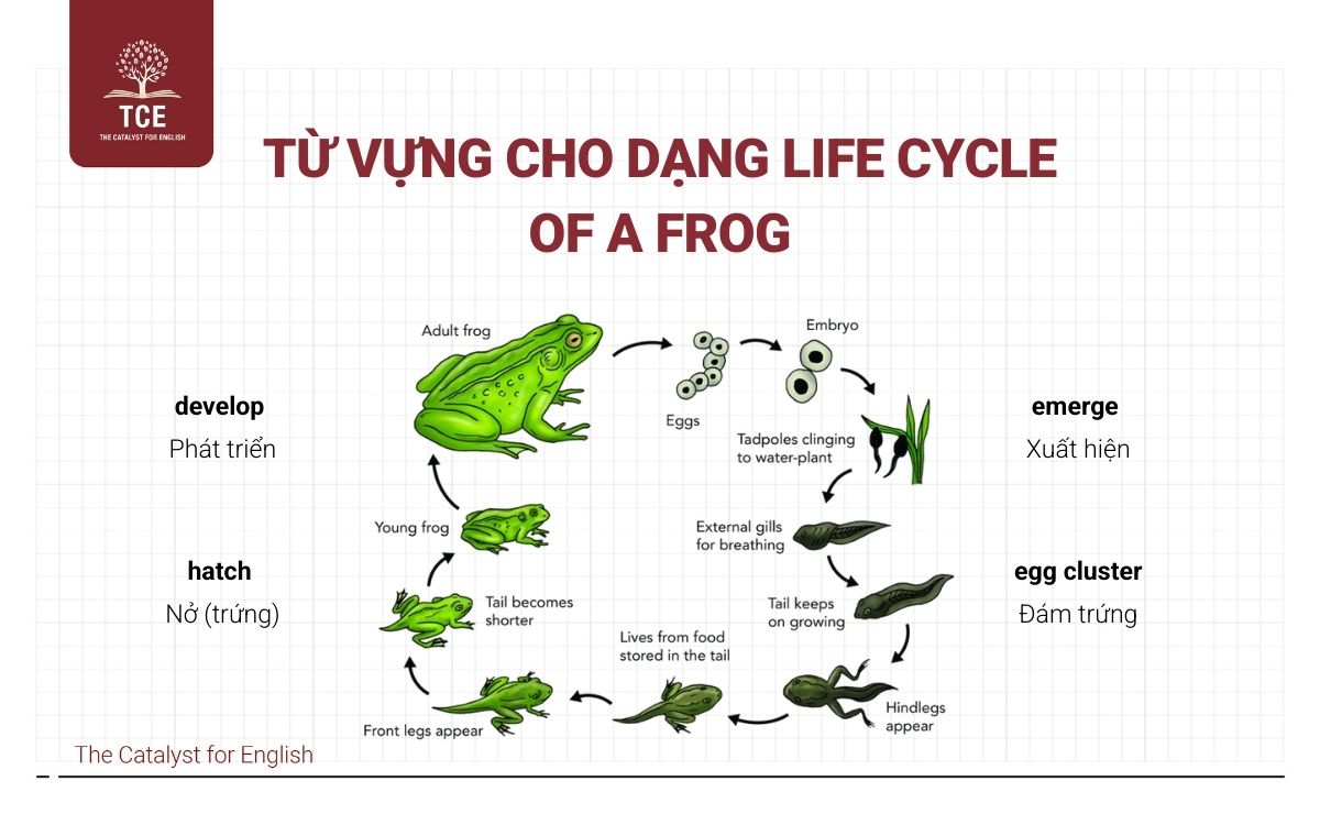 Từ vựng giúp “ăn điểm” trong dạng Life Cycle Of A Frog