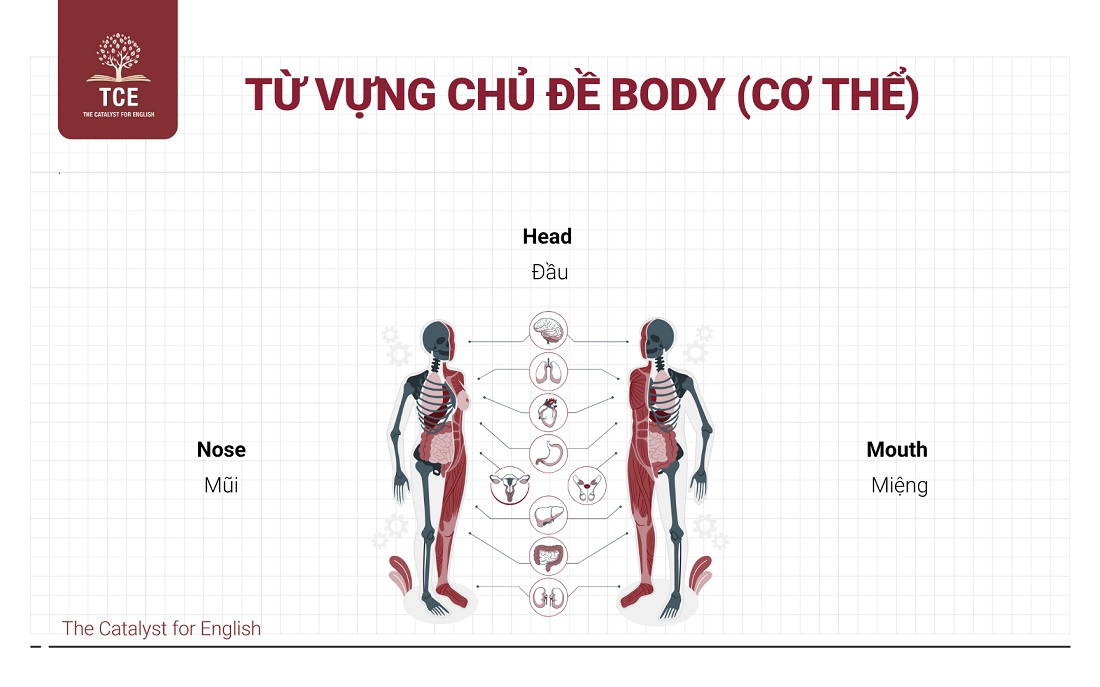 Từ vựng Flyers theo chủ đề: Body (Cơ thể)