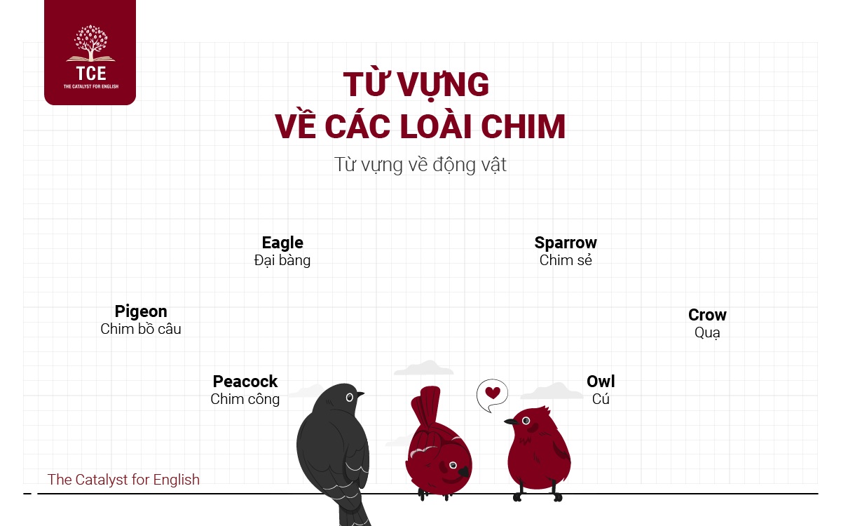 Từ vựng về các loài chim