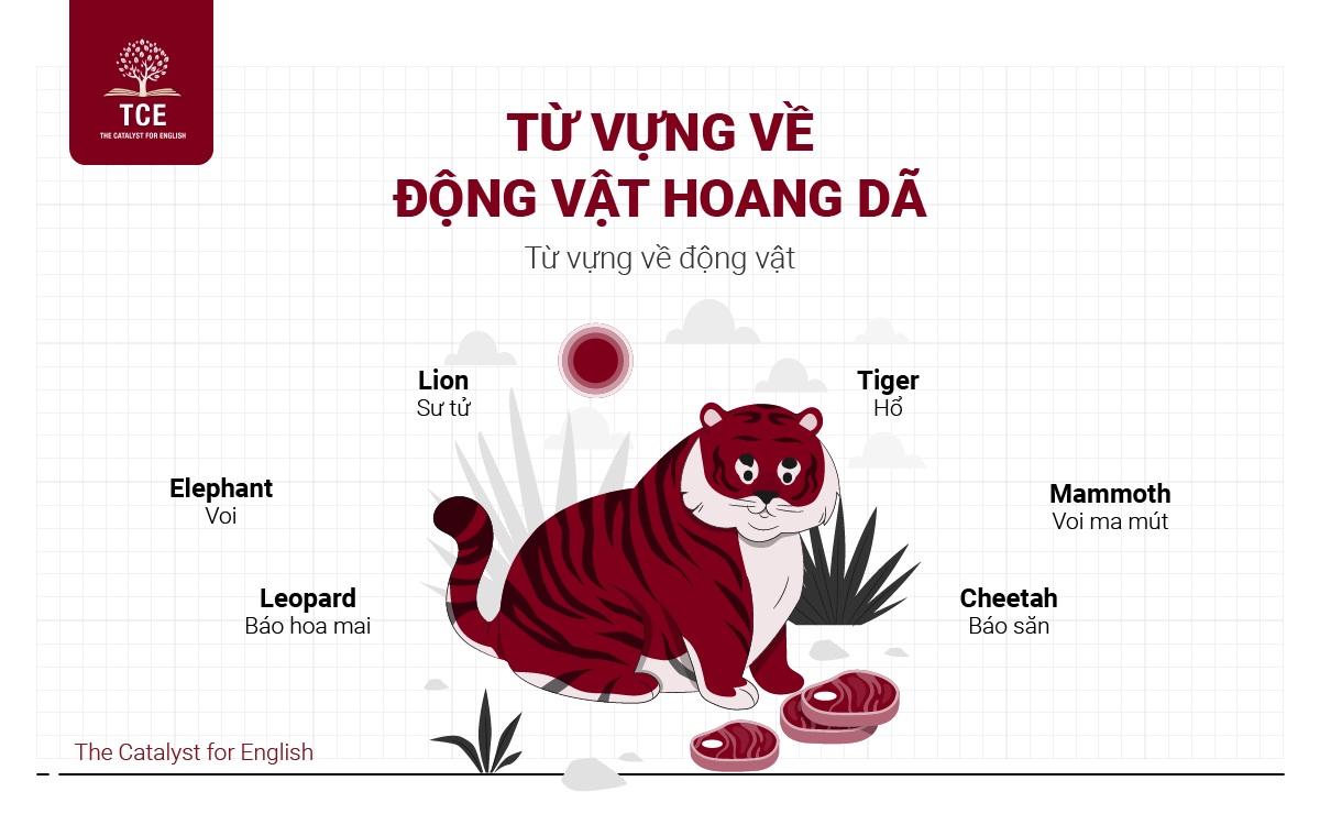Từ vựng về động vật hoang dã
