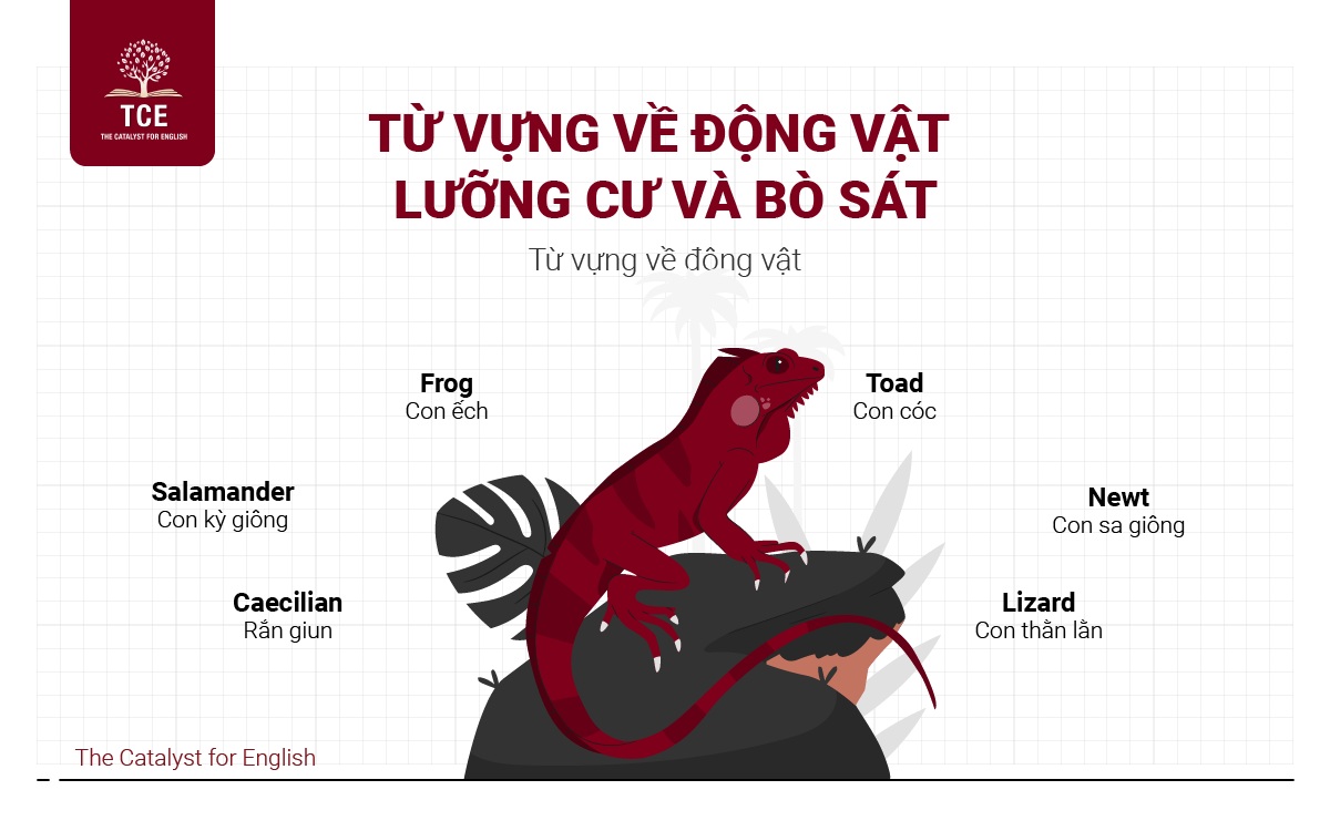 Từ vựng về động vật lưỡng cư và bò sát