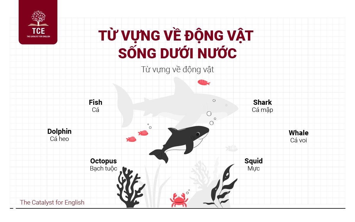 Từ vựng về động vật sống dưới nước