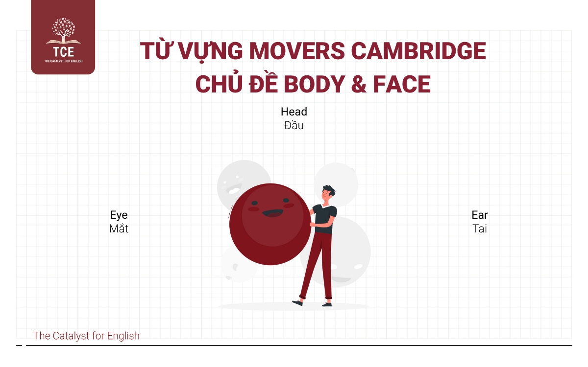 Từ vựng Movers- Body & Face