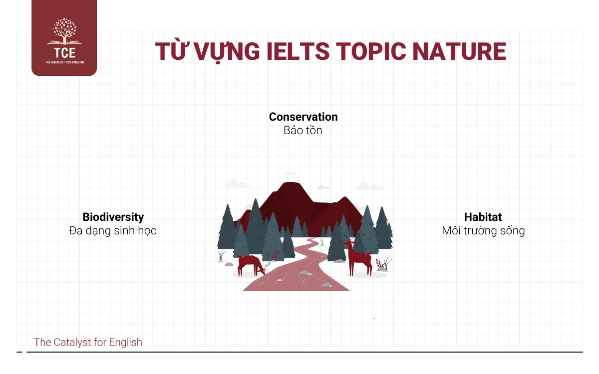 Từ vựng IELTS topic Nature (Thiên nhiên)