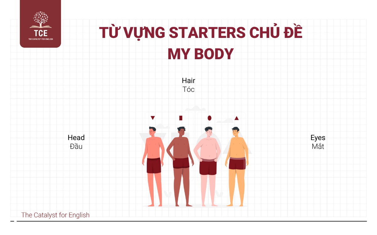 Từ vựng Starters chủ đề My body