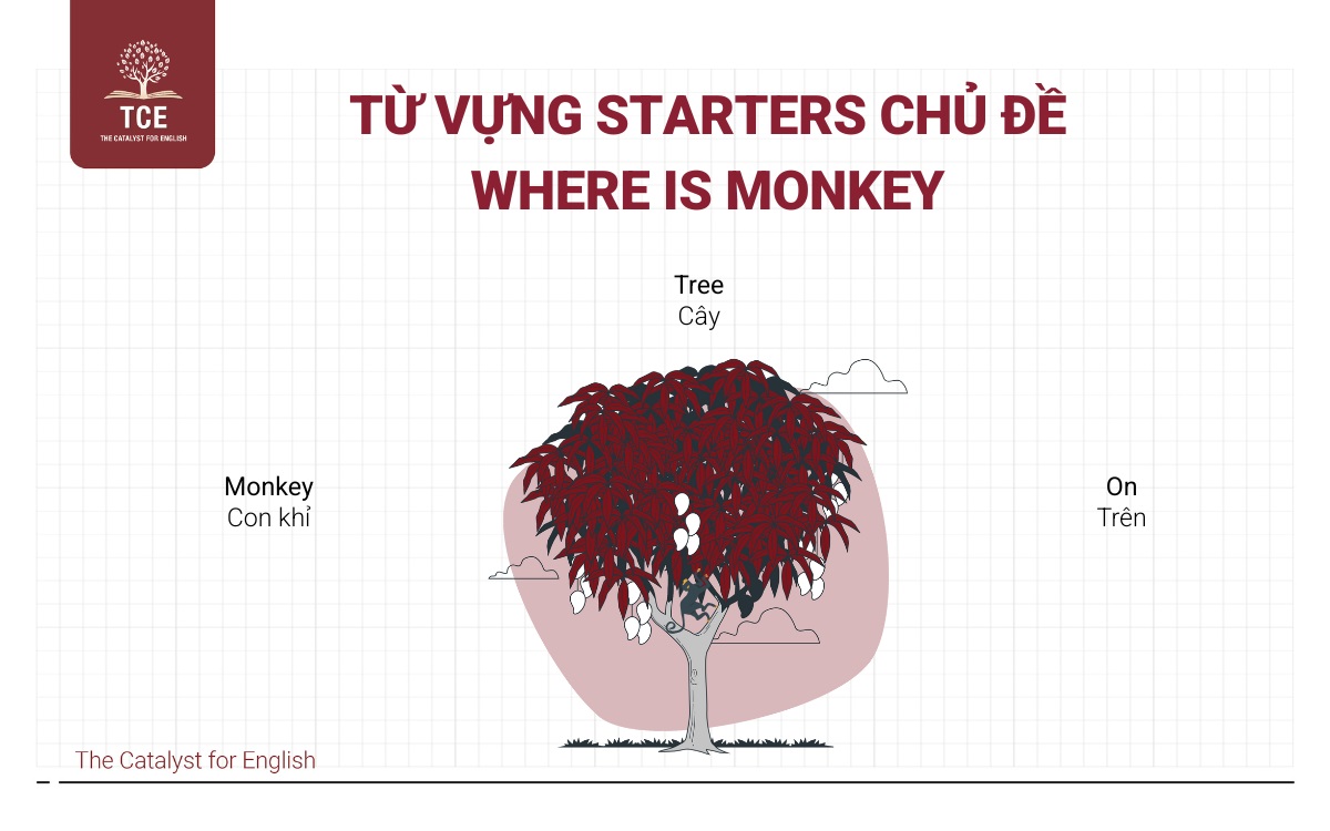 Từ vựng Starters chủ đề Where is monkey