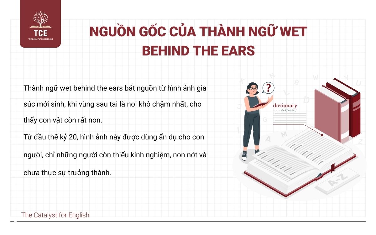Nguồn gốc của thành ngữ wet behind the ears
